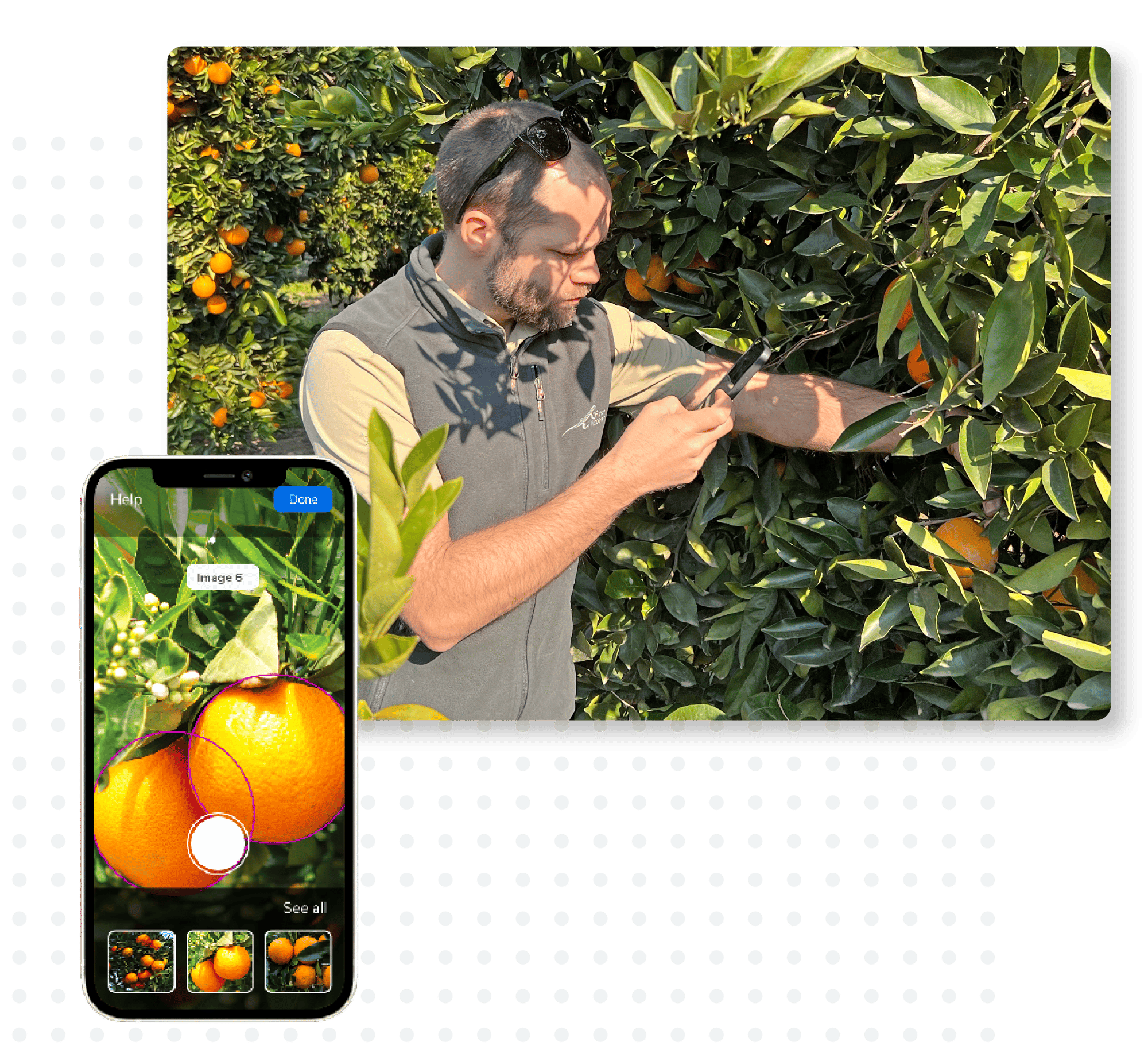 Yield Graphic_Phone Sizing InField_Citrus-1